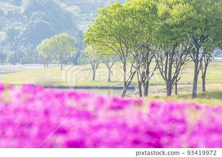 Background material Spring image Shibazakura and fresh green Background material Spring image Shibazakura and fresh green 93419972