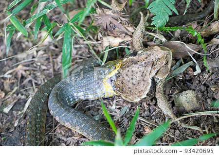 老虎龍骨和蟾蜍 93420695