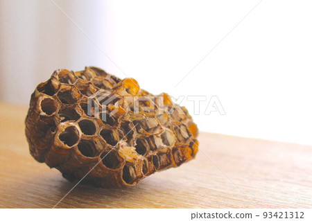 The nest of Ashana-nagi 93421312