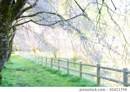 與櫻花的春天風景 93421749