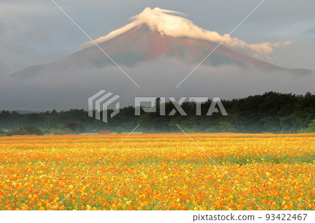 Yamanaka, Yamanakako Village, Minamitsuru District, Yamanashi Prefecture Hana no Miyako Park Kibana cosmos in full bloom and Mt. Fuji in the morning sun Yamanaka, Yamanakako Village, Minamitsuru District, Yamanashi Prefecture Hana no Miyako Park Kibana cosmos in full bloom and Mt. Fuji in the morning sun 93422467