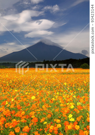 山梨縣南鶴郡山中湖村山中 花之宮公園 Kibana 波斯菊盛開，富士山聳立 93423144
