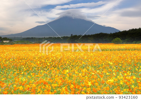 Yamanaka, Yamanakako Village, Minamitsuru District, Yamanashi Prefecture Hananomiyako Park Kibana cosmos in full bloom and Mt. 93423160