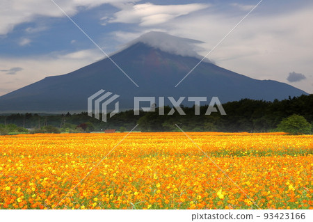 山梨縣南充區山中湖村花之宮湖公園木花盛開的波斯菊和山。 山梨縣南充區山中湖村花之宮湖公園木花盛開的波斯菊和山。 93423166