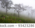Wild siam tulip field ( Curcuma sessilis ) with mist in the morning at Pa Hin Ngam national park . Chaiyaphum , Thailand . 93423286