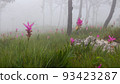 Wild siam tulip field ( Curcuma sessilis ) with mist in the morning at Pa Hin Ngam national park . Chaiyaphum , Thailand . 93423287