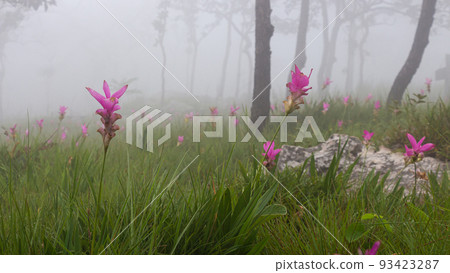 Wild siam tulip field ( Curcuma sessilis ) with mist in the morning at Pa Hin Ngam national park . Chaiyaphum , Thailand . 93423287
