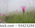 Wild siam tulip field ( Curcuma sessilis ) with mist in the morning at Pa Hin Ngam national park . Chaiyaphum , Thailand . 93423288