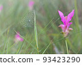 Wild siam tulip field ( Curcuma sessilis ) with mist in the morning at Pa Hin Ngam national park . Chaiyaphum , Thailand . 93423290