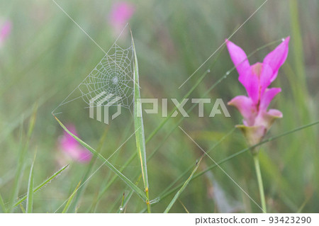 Wild siam tulip field ( Curcuma sessilis ) with mist in the morning at Pa Hin Ngam national park . Chaiyaphum , Thailand . Wild siam tulip field ( Curcuma sessilis ) with mist in the morning at Pa Hin Ngam national park . Chaiyaphum , Thailand . 93423290
