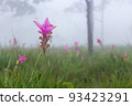 Wild siam tulip field ( Curcuma sessilis ) with mist in the morning at Pa Hin Ngam national park . Chaiyaphum , Thailand . 93423291