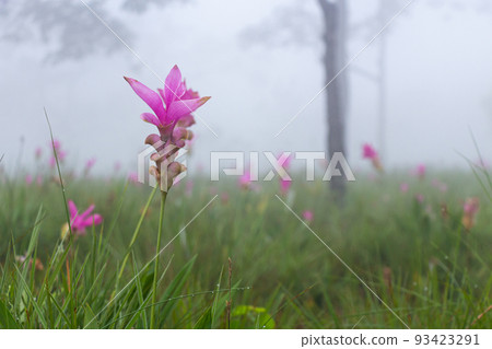 Wild siam tulip field ( Curcuma sessilis ) with mist in the morning at Pa Hin Ngam national park . Chaiyaphum , Thailand . 93423291