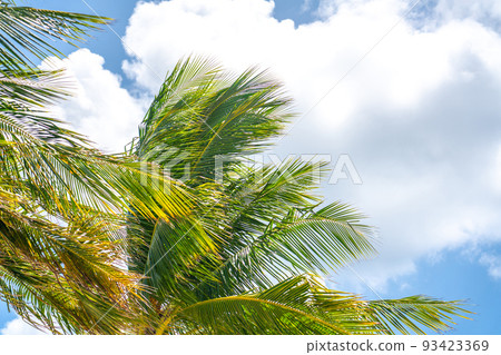 Beautiful Palm trees in blue sky background 93423369