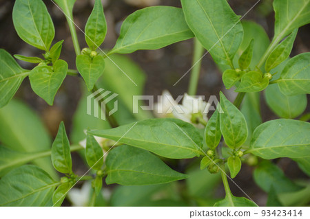 kitchen garden mini paprika kitchen garden mini paprika 93423414