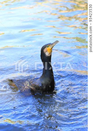 大鸕鶿乞食 93423530