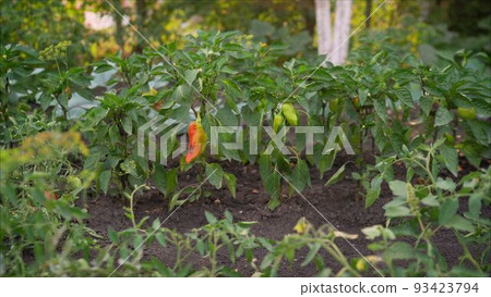 Green Pepper In Vegetable Greenery Garden. Green pepper grows in the garden Green Pepper In Vegetable Greenery Garden. Green pepper grows in the garden 93423794