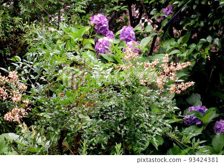 開花在一個熱帶庭院裡的花 93424381