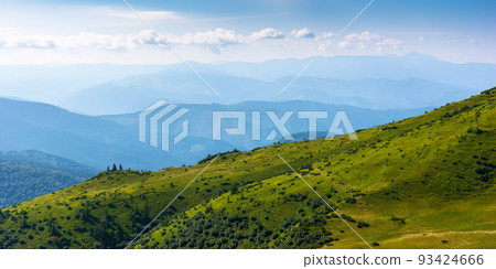 spruce trees on the hill. beautiful nature background in summer. chornogora ridge in the distance. beautiful green scenery in morning light 93424666