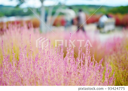 Oita Agricultural Park Kochia Scenery Ruru Park 93424775