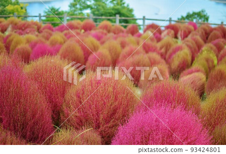 Oita Agricultural Park Kochia Scenery Ruru Park Oita Agricultural Park Kochia Scenery Ruru Park 93424801