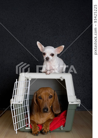 Transportation of dogs - a chihuahua dog sits on a large plastic container and a dachshund dog lies inside. Transportation of dogs - a chihuahua dog sits on a large plastic container and a dachshund dog lies inside. 93425225