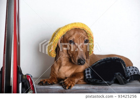 A hunting dog of the Dachshund breed in a yellow knitted winter hat poses near mountain skis on a white background in a photo studio. A hunting dog of the Dachshund breed in a yellow knitted winter hat poses near mountain skis on a white background in a photo studio. 93425256