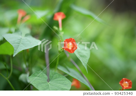 Marubago鞋底（Maruba葉草） 93425340