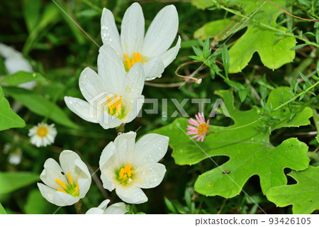 雨後的玉羽 93426105