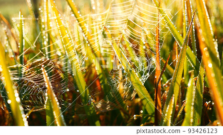 Asian golden rice paddy field vietnam green farm. Harvest agriculture planting cultivation gold, green rice terraces organic farm with tropical natural sunrise. Eco agriculture rice landscape concept 93426123