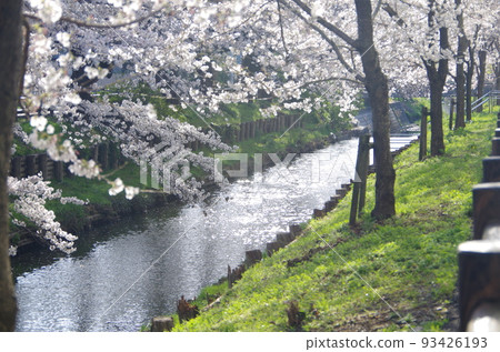 Cherry blossoms and streams 93426193