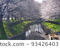 Cherry blossoms and streams 93426403