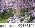 Cherry blossoms and streams 93426409