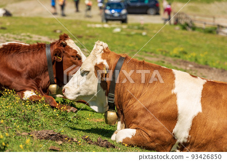 Two Brown and White Dairy Cows on a Mountain Pasture - Alps Austria Two Brown and White Dairy Cows on a Mountain Pasture - Alps Austria 93426850