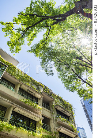 Fresh green Omotesando "Omotesando Hills Dojunkan" building 93426932