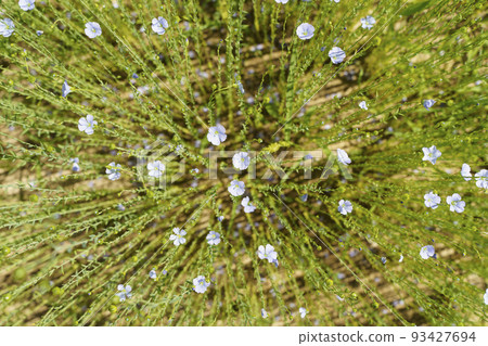 Flax field in summer. Flowering flax plant on a farmer's field in summer 93427694