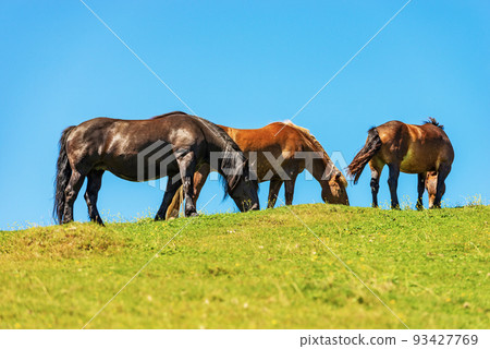 Brown Horses in a Mountain Pasture against a Clear Blue Sky - Alps Austria Brown Horses in a Mountain Pasture against a Clear Blue Sky - Alps Austria 93427769