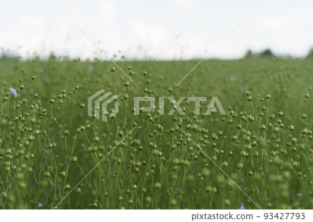 Flax field in summer. Flowering flax plant on a farmer's field in summer Flax field in summer. Flowering flax plant on a farmer's field in summer 93427793