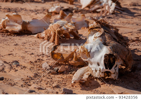 Camel skeleton on the sand in the desert. 93428356