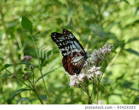 chestnut tiger butterfly butterfly 93428383