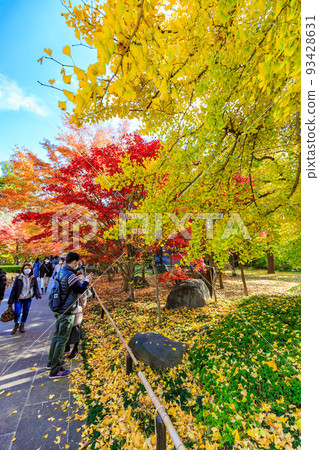 東京世田谷區九本佛淨心寺的秋葉 93428631