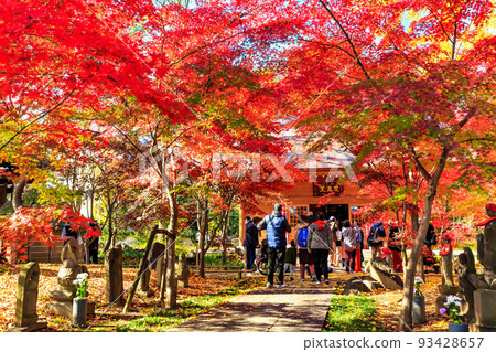 東京世田谷區，Kuhonbutsu 淨心寺 Enmado 的秋葉 93428657