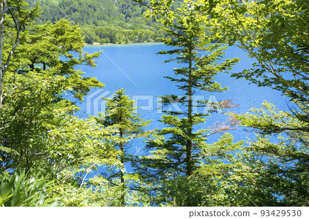 志賀高原大沼池 美麗的鈷藍色池塘 93429530