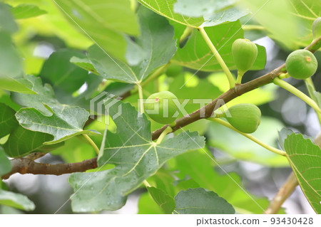 未成熟的無花果 未成熟的無花果 93430428