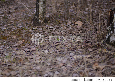 sprout Lupin and other forest herbs in deciduous forest in early spring 93432253