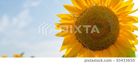 A large flower of a blooming sunflower against a blue sky. Sunflower cultivation. A large flower of a blooming sunflower against a blue sky. Sunflower cultivation. 93433650