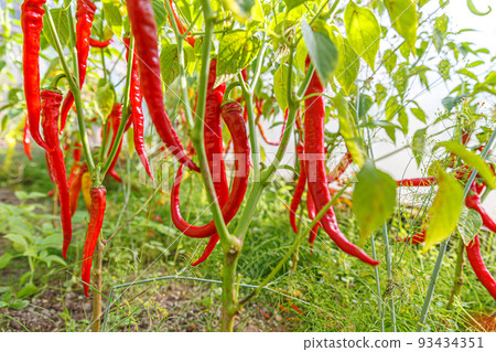 Gardening and agriculture concept. Perfect red fresh ripe organic chili pepper ready to harvesting on branch in garden. Vegan vegetarian home grown food production. Picking hot spicy cayenne pepper Gardening and agriculture concept. Perfect red fresh ripe organic chili pepper ready to harvesting on branch in garden. Vegan vegetarian home grown food production. Picking hot spicy cayenne pepper 93434351