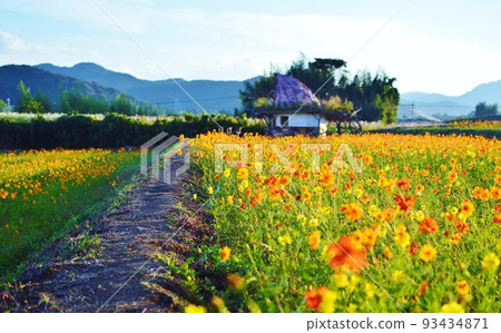 Oita Prefecture Nakatsu Sanko Cosmos Garden Cosmos 93434871
