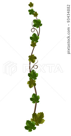 葡萄藤葡萄葉 93434882