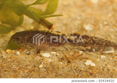 Closeup on a dark colored larvae of the Hokkaido salamander,Hynobius retardatus , endemic to Japan underwater Closeup on a dark colored larvae of the Hokkaido salamander,Hynobius retardatus , endemic to Japan underwater 93434910
