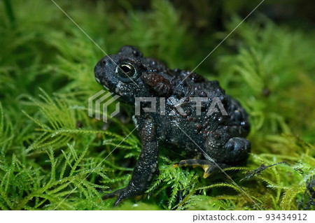 Closeup on a juvenile dark colored Western toad , Anaxyrus boreas sitting on green moss Closeup on a juvenile dark colored Western toad , Anaxyrus boreas sitting on green moss 93434912